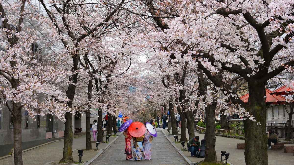 桜の名所と地方の街並み（イメージ）