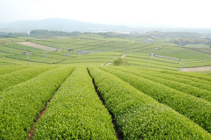 八女市の茶畑