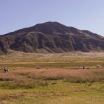 草原の向こうにそびえる阿蘇の山並み。手前のススキと草地を、点在する人影が歩いている