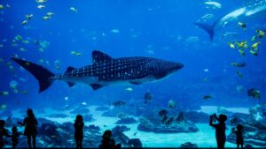 大水槽のジンベエザメを見る来館者のシルエット