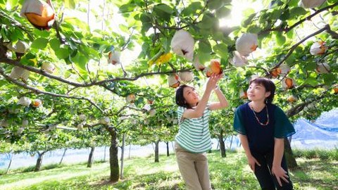 袋がけした木から梨を収穫する来園者