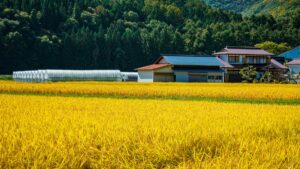 実りの時期を迎えた黄金色の田んぼと、奥に建つ農家の住宅とビニールハウス