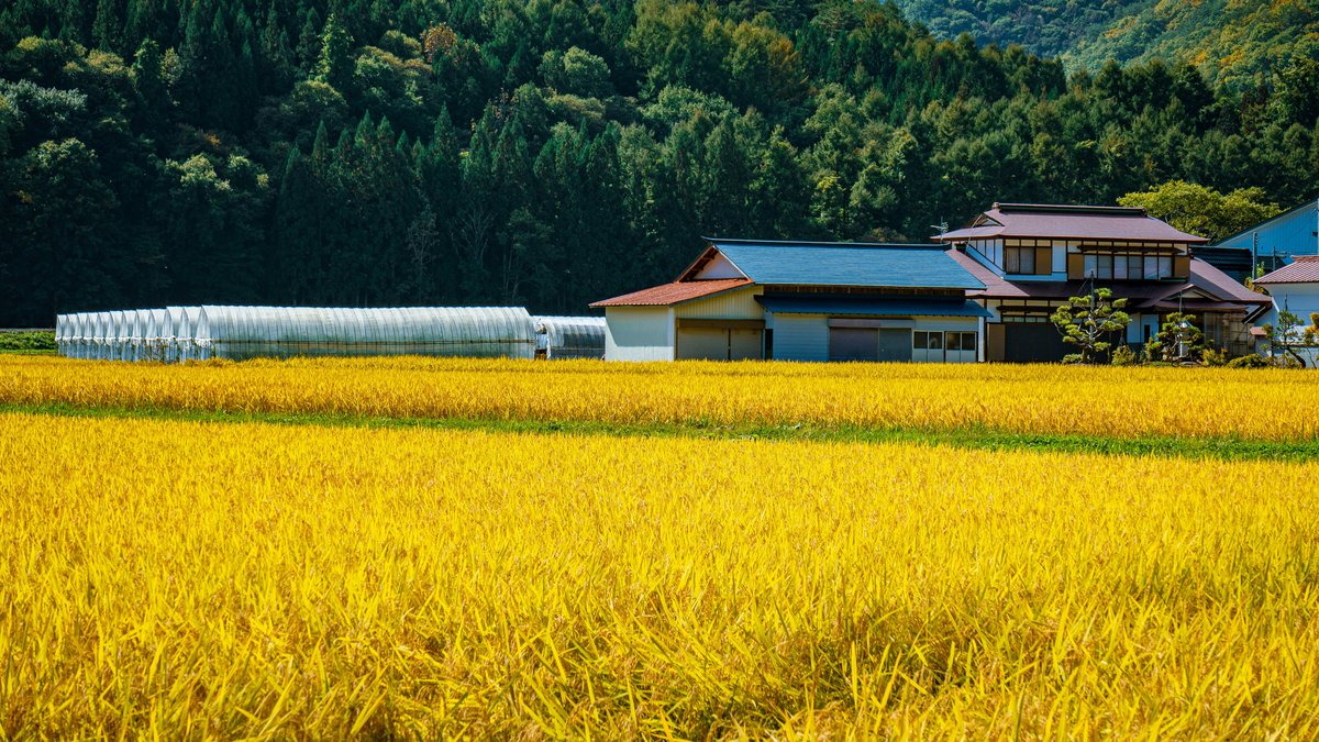 実りの時期を迎えた黄金色の田んぼと、奥に建つ農家の住宅とビニールハウス